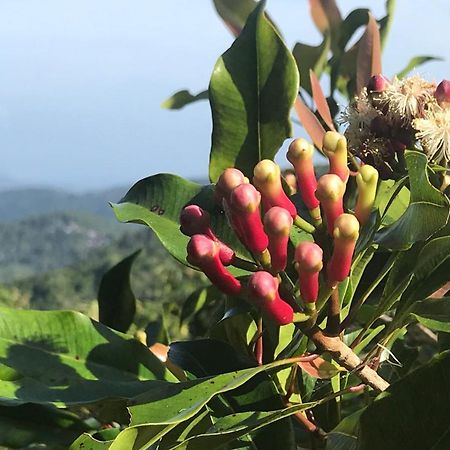 Munduk Clove 外观 照片