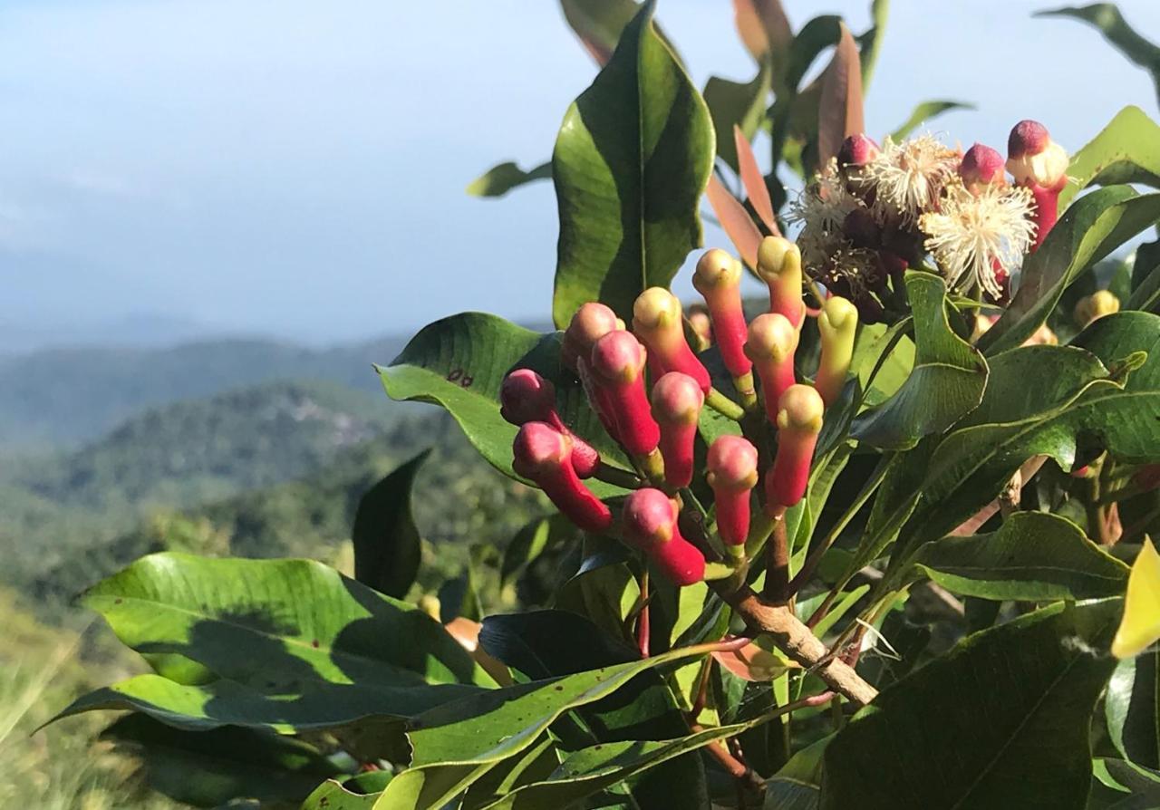 Munduk Clove 外观 照片